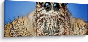 Obraz szczegółu pająka (z zegarem) (90x30 cm)