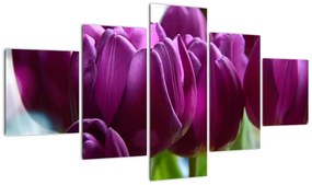 Obraz tulipanów (125x70 cm)