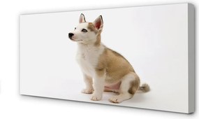 Duży obraz na płótnie Siedzący Mały Piesek