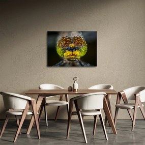 Obraz na szkle - szczegółowy obraz oczu owadów (70x50 cm)
