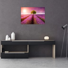Obraz na szkle pola z lawendą (70x50 cm)