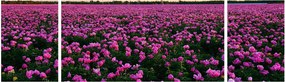 Obraz - Łąka fioletowych tulipanów (170x50 cm)