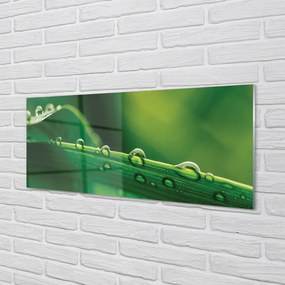 Panel szklany do Kuchni Źdźbło Trawy z Kroplą Rosy