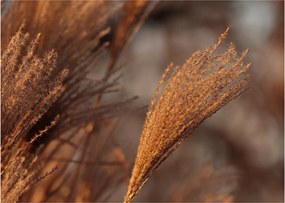 Obraz - Kortaderia (70x50 cm)