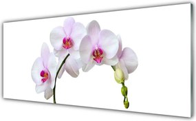 Szkło do Kuchni na Ścianę Szlachetny Kwiat Storczyka