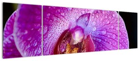 Zbliżenie kwiatu orchidei (170x50 cm)