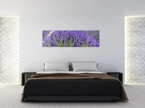 Obraz - lawenda (170x50 cm)