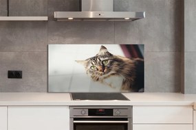 Panel Szklany Kot maine coon