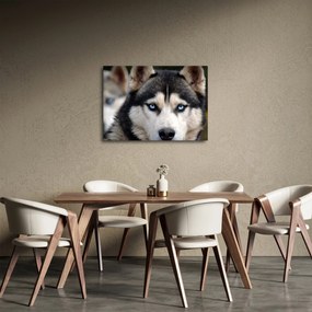 Obraz psa husky (70x50 cm)