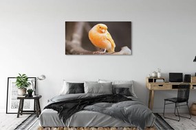 Obraz canvas na ścianę Papuga na Gałęzi