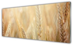 Obraz Szklany Pszenica Roślina Natura