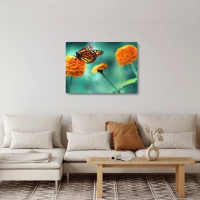 Obraz na szkle motyla (70x50 cm)