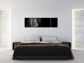 Obraz dzikiego tygrysa (170x50 cm)