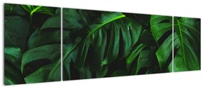 Obraz liści Monstery (170x50 cm)