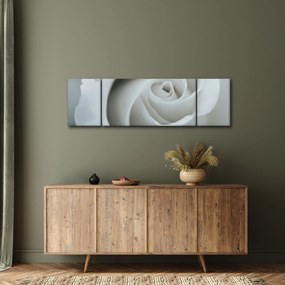 Obraz - Biała róża (170x50 cm)