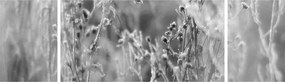 Obraz - Dzika łąka (170x50 cm)