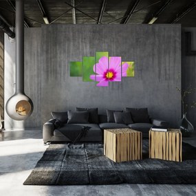 Obraz - polny kwiat (125x70 cm)
