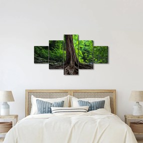 Obraz - Stare drzewo z korzeniami (125x70 cm)