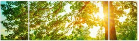Obraz - Słoneczny Las (170x50 cm)