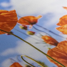 Obraz maków (170x50 cm)