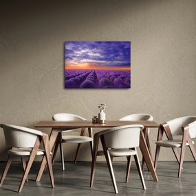 Obraz lawendowego pola (70x50 cm)