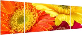 Obraz - Kwiaty Gerbery (170x50 cm)