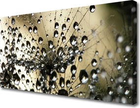 Obraz na płótnie Lekkość Mniszka Lekarskiego