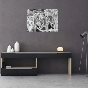 Obraz - Zmarznięte liście, czarno - biały (70x50 cm)