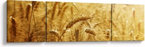Obraz - Kłosy zboża (170x50 cm)