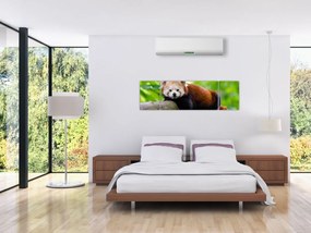 Obraz pandy czerwonej (170x50 cm)