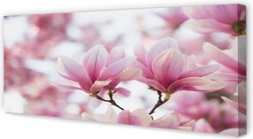 Fotoobraz na płótnie Drzewa Magnolii