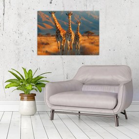 Obraz - Żyrafy na pastwisku (70x50 cm)