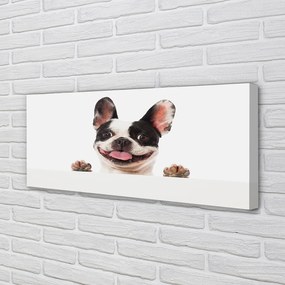 Obraz drukowany na płótnie Portret Psa