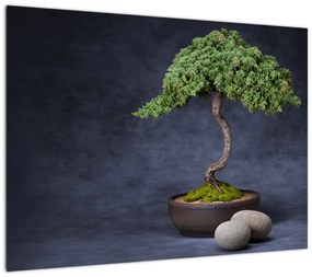 Obraz na szkle - Bonsai (70x50 cm)