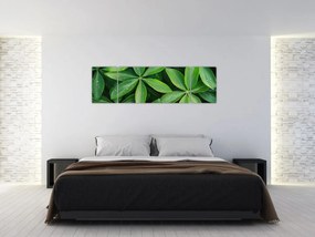 Obraz - Liście z kroplami rosy (170x50 cm)