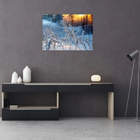 Obraz - Zimowa łąka (70x50 cm)