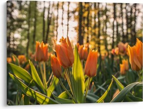 Obraz - pomarańczowe tulipany (70x50 cm)