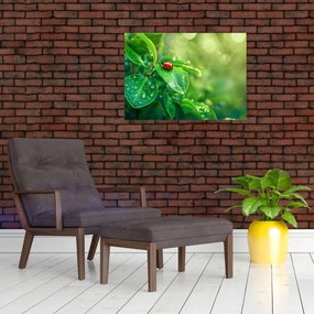 Obraz na szkle - Biedronka (70x50 cm)