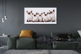 Duży obraz na płótnie Urocze Małe Kocięta