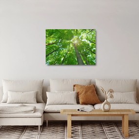 Obraz na szkle - Las (70x50 cm)