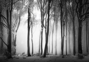 Fototapeta - Ciemny las z wilkiem (196x136 cm)