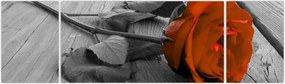Obraz - Pomarańczowa róża (170x50 cm)