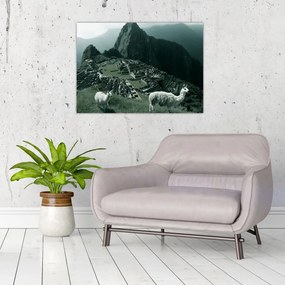 Obraz na szkle - Lamy w Machu Picchu w Peru (70x50 cm)