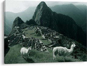 Obraz - Lamy w Machu Picchu w Peru (70x50 cm)