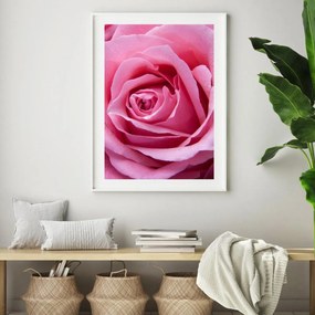 Plakat - Różowa róża (A4)