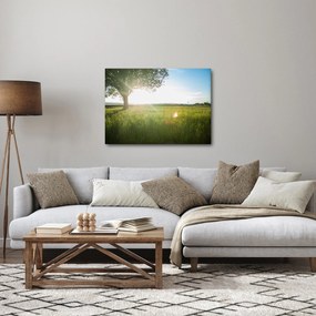 Obraz drzewa na polu (70x50 cm)