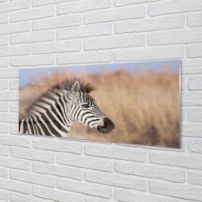 Panel szklany do Kuchni Spojrzenie Dzikiej Zebry