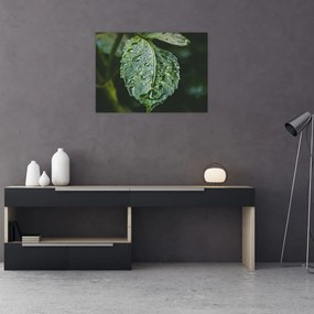 Obraz na szkle - krople na liściu (70x50 cm)