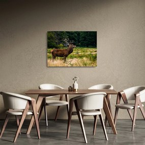 Obraz na szkle jelenia (70x50 cm)