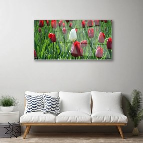 Obraz Akrylowy Tulipany Kwiaty Natura